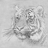 Buy canvas prints of Black and white tiger by sue boddington