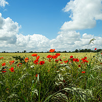 Buy canvas prints of Poppies of the corn by Paula Sparkes
