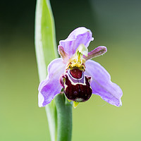Buy canvas prints of Macro Bee Orchid by Paula Sparkes