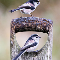 Buy canvas prints of Long Tailed Tits in the Rain by Paula Sparkes