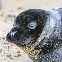 Buy canvas prints of Black seal pup by Paula Sparkes