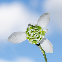 Buy canvas prints of Snow drop against the sky. by Paula Sparkes