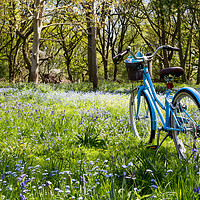 Buy canvas prints of Bike among the Bluebells. by Paula Sparkes