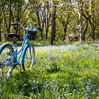 Buy canvas prints of Bike among the Bluebells. by Paula Sparkes