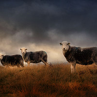Buy canvas prints of Herdwick sheep  by Paul Bullen