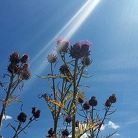 Buy canvas prints of Sunlight on thistle by Jennie McLaughlan
