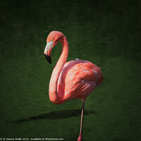Buy canvas prints of Caribbean Flamingo by Danny Wallis