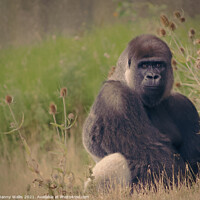 Buy canvas prints of A Silverback Stare by Danny Wallis