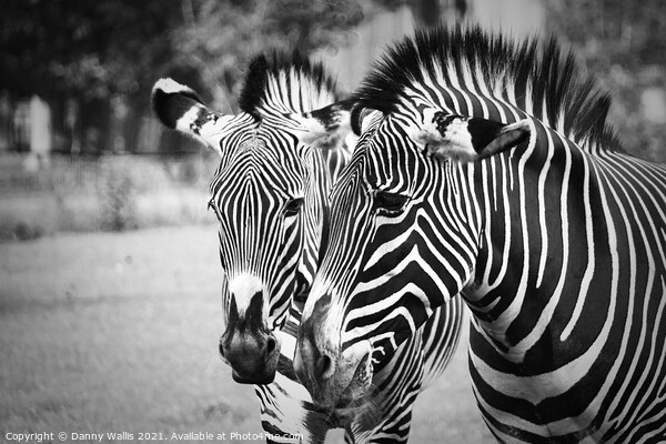 Black and white Stripes Picture Board by Danny Wallis