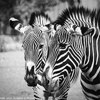 Buy canvas prints of Black and white Stripes by Danny Wallis
