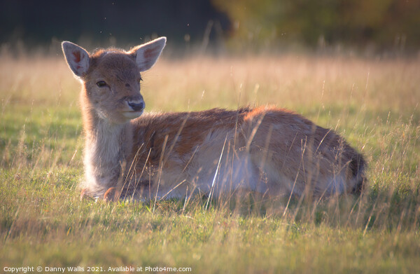 Baby Fawn at Knole, Sevenoaks Picture Board by Danny Wallis