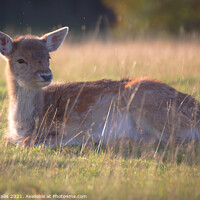 Buy canvas prints of Baby Fawn at Knole, Sevenoaks by Danny Wallis