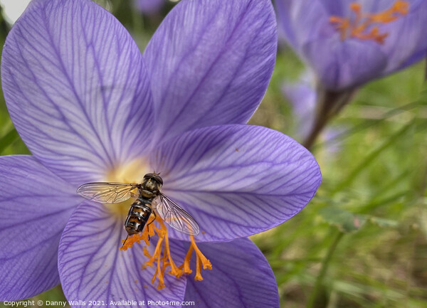Hoverfly on Winter Crocus Picture Board by Danny Wallis
