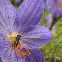 Buy canvas prints of Hoverfly on Winter Crocus by Danny Wallis