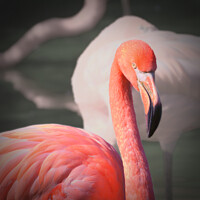 Buy canvas prints of Caribbean Flamingo by Danny Wallis