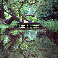Buy canvas prints of A Trees Reflection, Leeds Castle, Kent by Danny Wallis