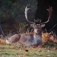 Buy canvas prints of A Stags Stare by Danny Wallis