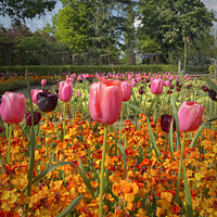 Buy canvas prints of Tulip Garden by Danny Wallis