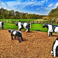 Buy canvas prints of Concrete Cows in Summer by Paul Freeman
