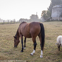 Buy canvas prints of Horse and Sheep Grazing by Gary Parker