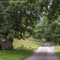Buy canvas prints of Peak District Country Lane by Gary Parker
