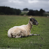 Buy canvas prints of Ram by Gary Parker