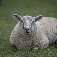 Buy canvas prints of Sheep  by Gary Parker