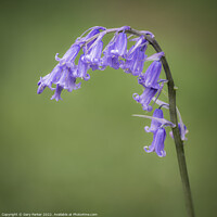 Buy canvas prints of Bluebell by Gary Parker