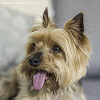 Buy canvas prints of Small, Cute Dog by Gary Parker