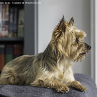 Buy canvas prints of A Yorkshire Terrier, looking away from the camera by Gary Parker