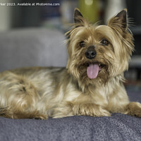 Buy canvas prints of Yorkshire Terrier dog, full body	 by Gary Parker