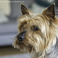 Buy canvas prints of Yorkshire Terrier dog by Gary Parker