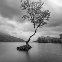 Buy canvas prints of The Lone Tree, Llanberis by Gary Parker