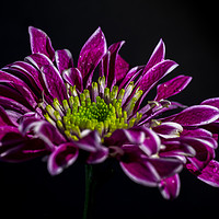 Buy canvas prints of Purple flower with water droplets by Gary Parker