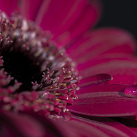 Buy canvas prints of A purple/red flower closeup, with a drop of water by Gary Parker