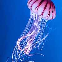 Buy canvas prints of Pink Jellyfish in deep blue water by Gary Parker