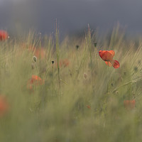 Buy canvas prints of Red wild poppies in a green field  by Gary Parker