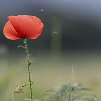Buy canvas prints of Closeup of single poppy flower in field of grass.  by Gary Parker