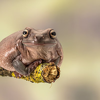 Buy canvas prints of White's tree frog. Also known as the dumpy frog  by Gary Parker