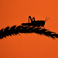Buy canvas prints of Desert Locust silhouetted against a red sun by Gary Parker