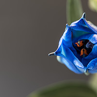 Buy canvas prints of Single blue lilly, in the process of opening by Gary Parker