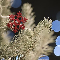 Buy canvas prints of Christmas star on a white Christmas Tree by Gary Parker