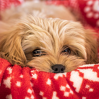 Buy canvas prints of Cute Cavapoochon puppy, looking at the camera. by Gary Parker