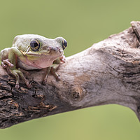 Buy canvas prints of White Tree Frog, perched on a branch by Gary Parker