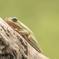 Buy canvas prints of White Tree Frog, perched on a branch  by Gary Parker