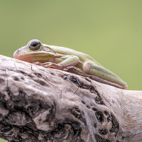 Buy canvas prints of White Tree Frog, perched on a branch by Gary Parker