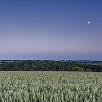 Buy canvas prints of The moon rises over an English wheat field by Gary Parker