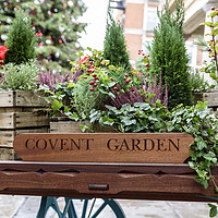 Buy canvas prints of London's famous old Flower Market, Covent Garden  by Gary Parker