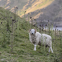 Buy canvas prints of A single Ram, looking at the camera, Wales by Gary Parker