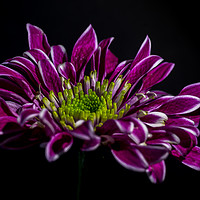 Buy canvas prints of purple flower with white edged petals, isolated by Gary Parker